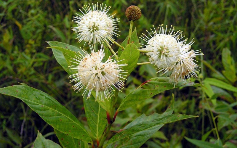 Button Bush