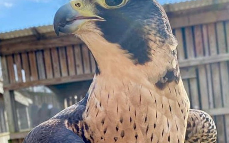 Raptor Pic 3
